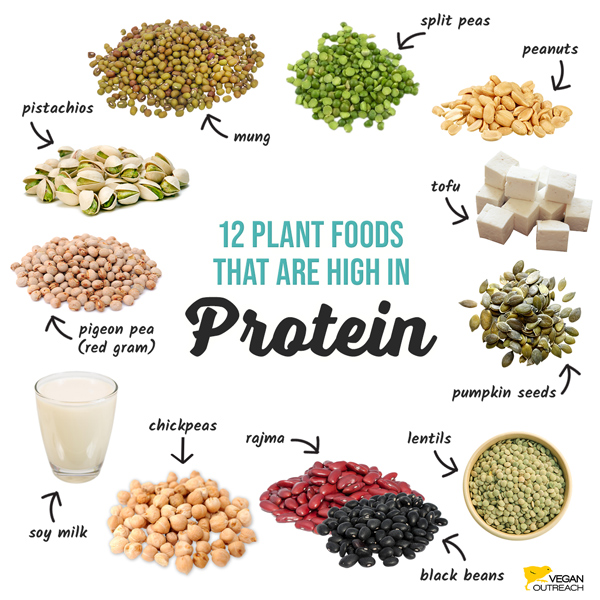 12 plant foods that are high in protein