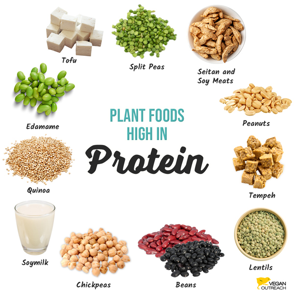 Plant foods high in protein: Edamame, Seitan & Soy Meats, Split Peas, Peanuts, Tofu, Tempeh, Lentils, Beans, Chickpeas, Soymilk, Quinoa