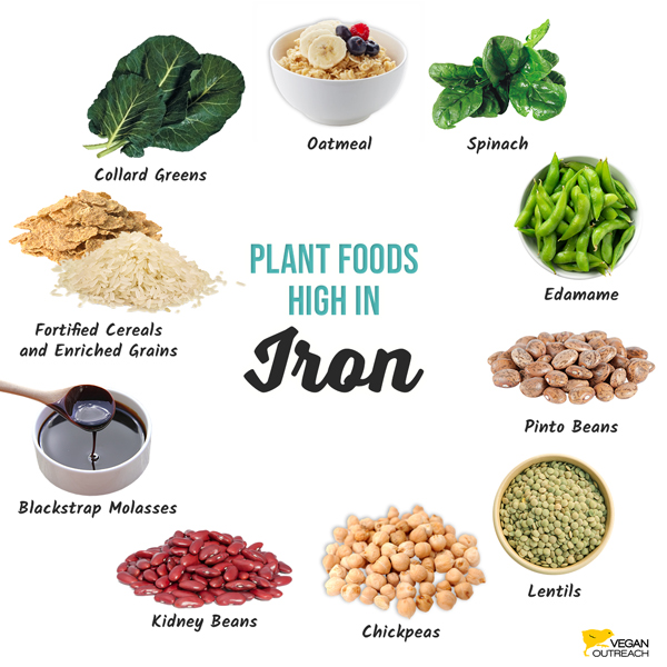 Plant foods high in iron: Spinach, Edamame, Pinto Beans, Lentils, Chickpeas, Kidney Beans, Blackstrap Molasses, Fortified Cereals and Enriched Grains, Collard Greens, Oatmeal