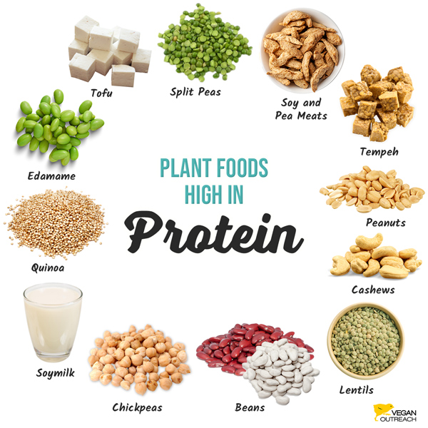 Plant foods high in protein: Edamame, Soy and Pea Meats, Split Peas, Peanuts, Cashews, Tofu, Tempeh, Lentils, Beans, Chickpeas, Soymilk, Quinoa