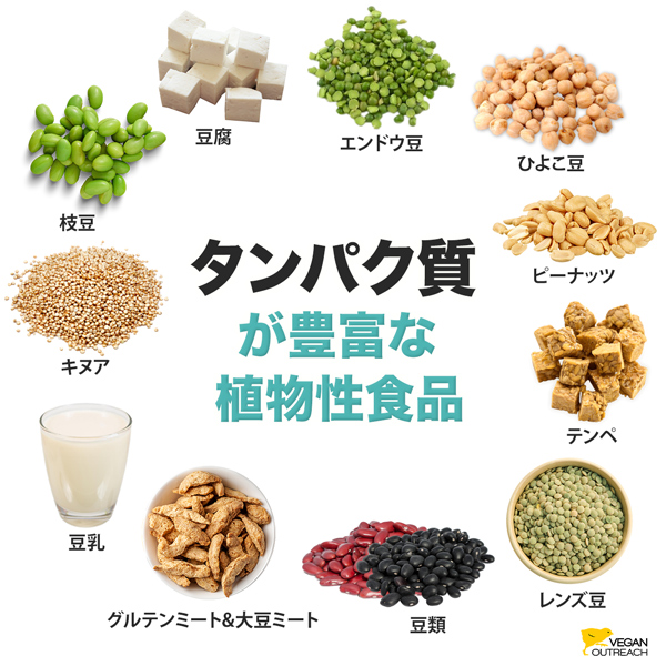 タンパク質
を多く含む
植物性食品：
枝豆、グルテンミート&大豆ミート、エンドウ豆、ピーナッツ、豆腐、テンペ、レンズ豆、豆類、ひよこ豆、豆乳、キヌア
