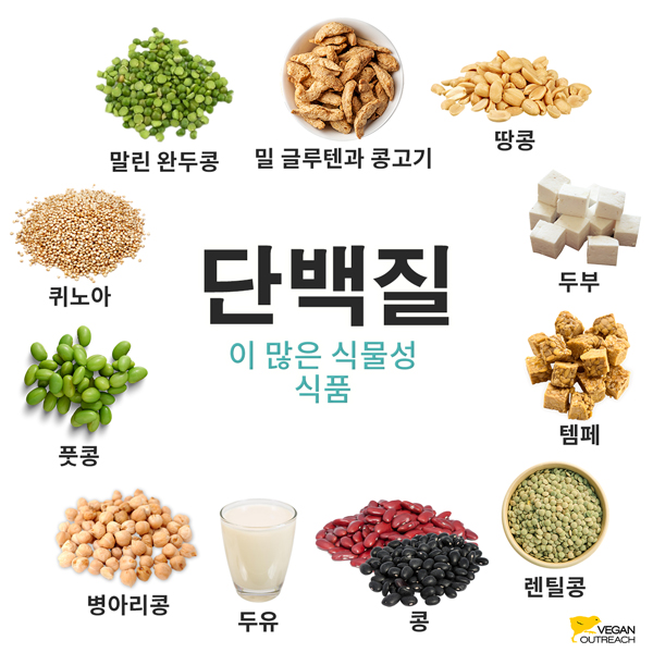 단백질이 많은 식물성 식품: 풋콩, 밀 글루텐과 콩고기, 말린 완두콩, 땅콩, 두부, 템페, 렌틸콩, 콩, 병아리콩, 두유, 퀴노아