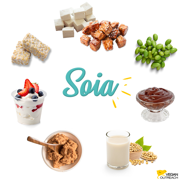 Soia: Tofu; Tempeh; Edamame; Budinca de ciocolată făcută din tofu mătăsos; Lapte de soia; Iaurt de soia; Înghețată din soia