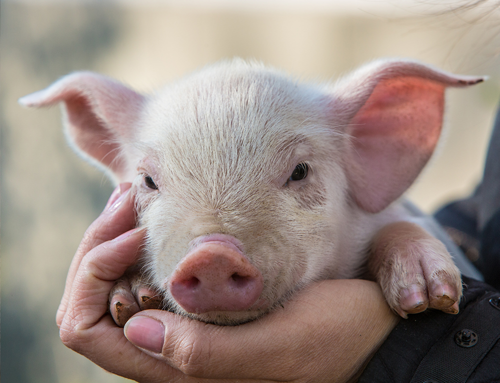 piglet in human hands