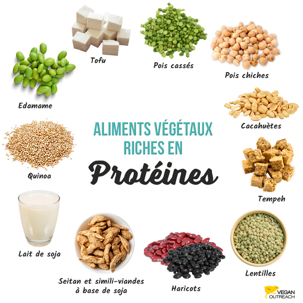 Aliments végétaux riches en protéines : edamame, seitan & similis viande à base de soja, pois cassés, cacahuètes, tofu, tempeh, lentilles, haricots, pois chiches, lait de soja, quinoa