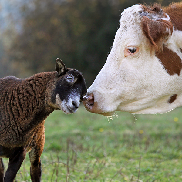 ¿Por qué veganismo?