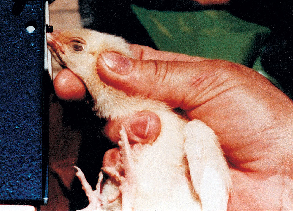 Chick being debeaked