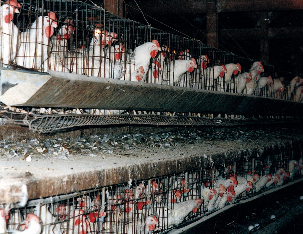 Chickens in battery cages