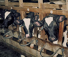 Male calves raised for veal are confined in individual stalls (Farm Sanctuary).