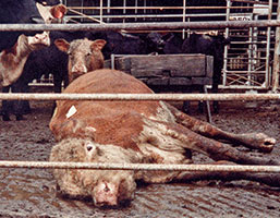 Downed cow with calf