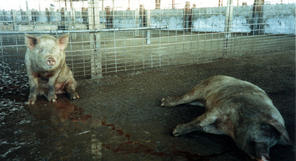 Downer pigs in holding pen