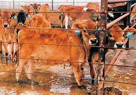 At this California drylot operation, cows are forced to stand in a mixture of storm water, mud, and manure (East Bay Animal Advocates). 