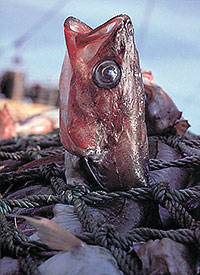 Fish trapped inside net (David Falconer)