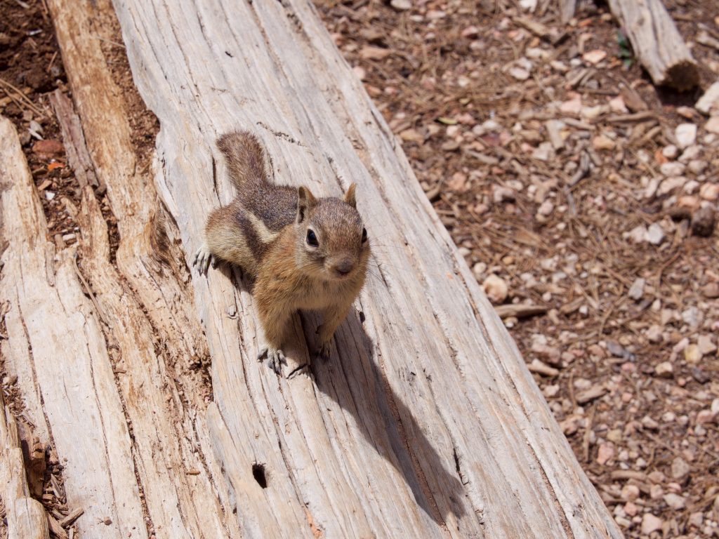 Squirrel at Bryce Canyon Amphitheater
