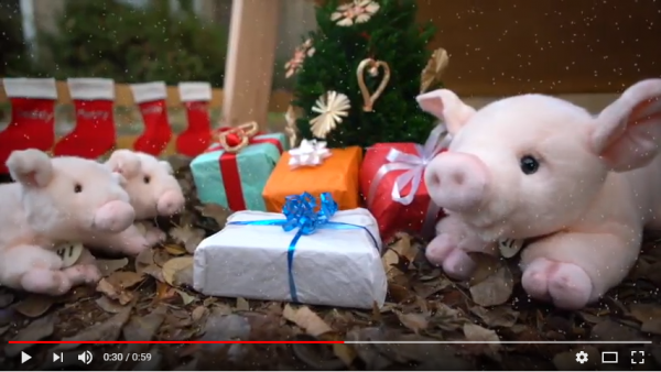 Pig Video Youtube Screenshot