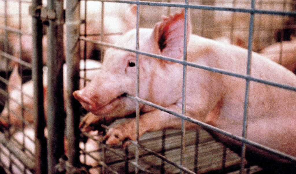 Piglet biting cage