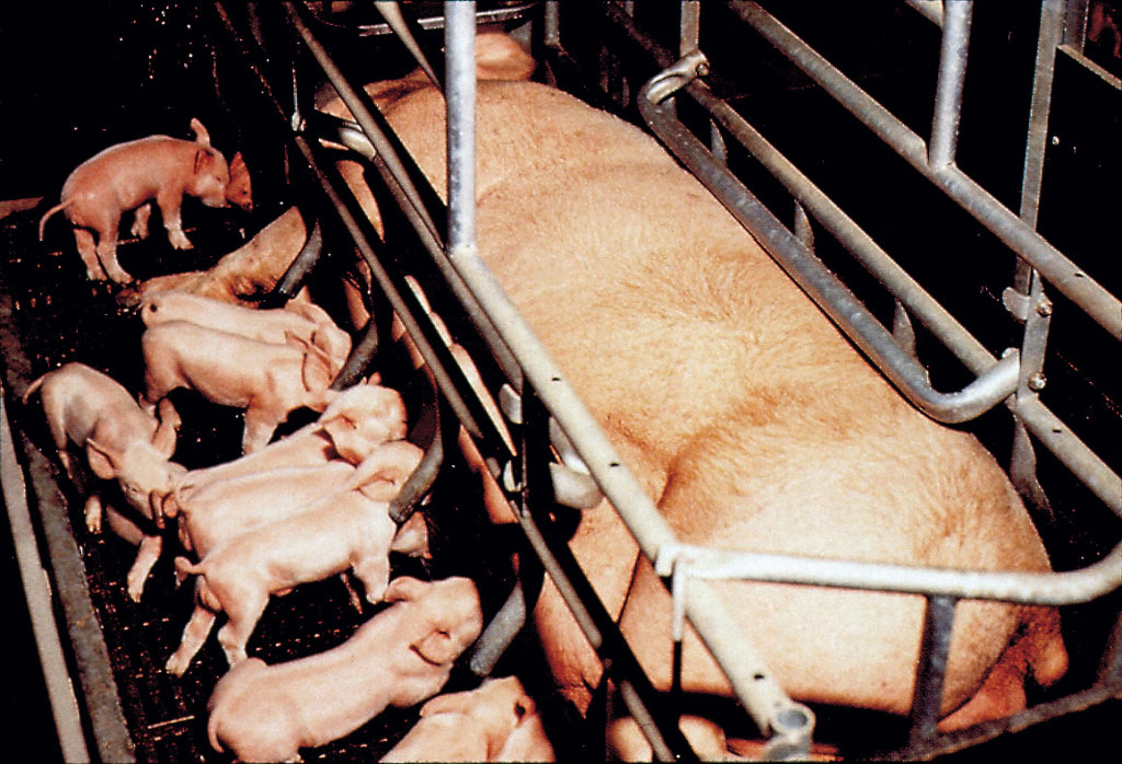 Pigs in farrowing stall