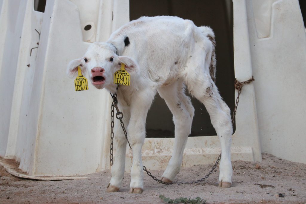 Sad Calf Chained at the Neck