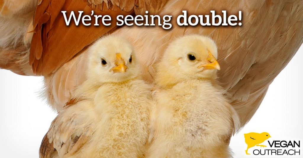 we're seeing double with two baby chicks