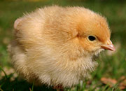 Chick at Animal Acres