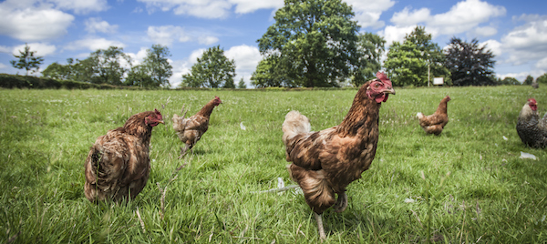 Free Range Farms - Vegan Outreach