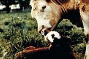 cow_and_calf