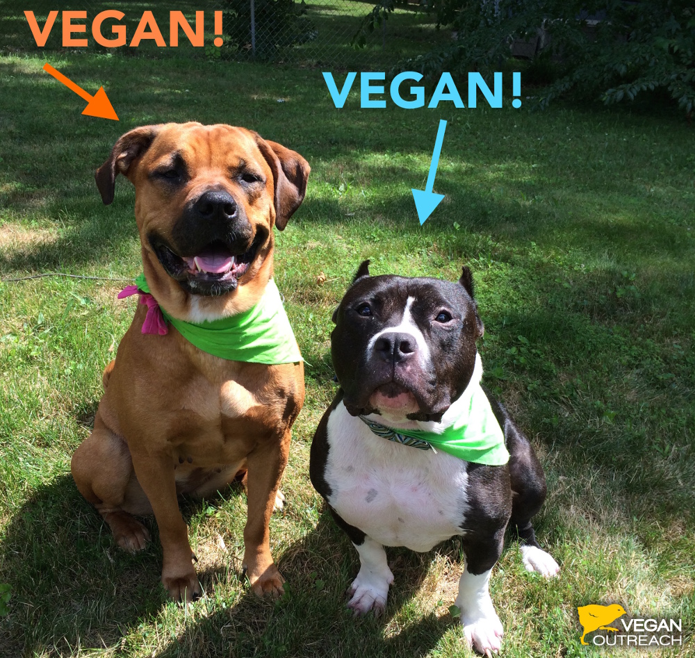 My Dog is a 55lb Pitbull… And He's Vegan!