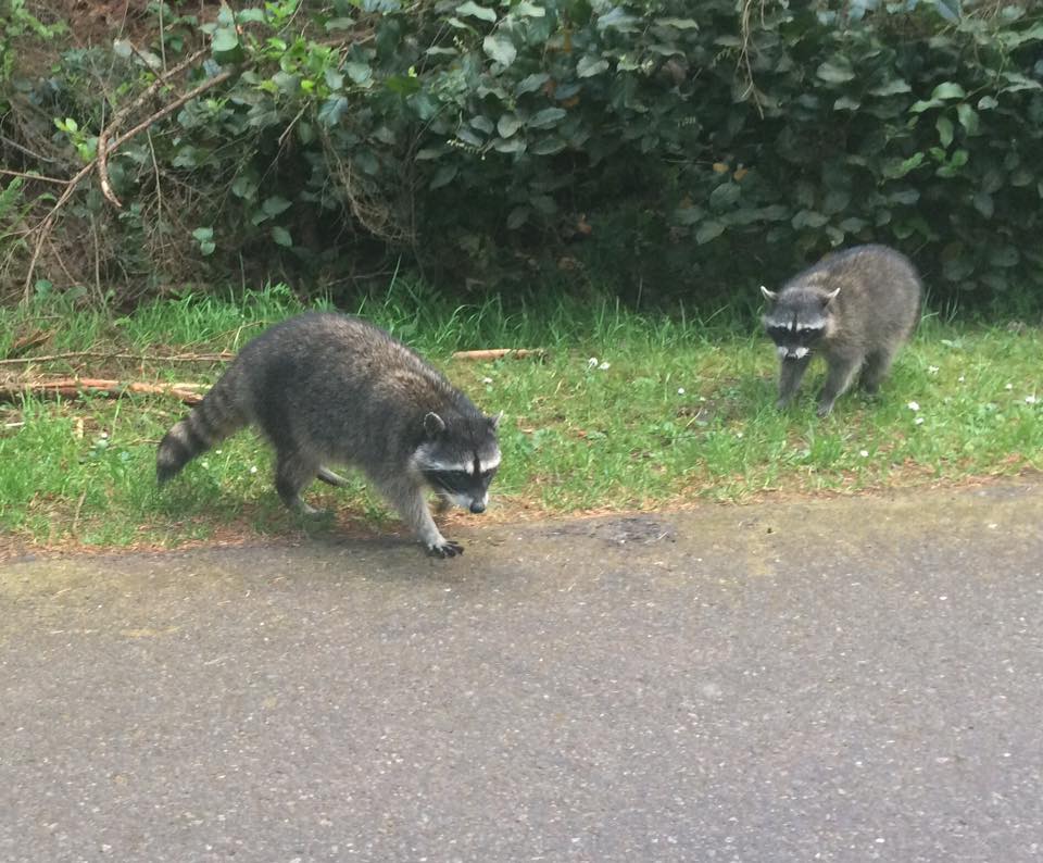 tacoma raccoons