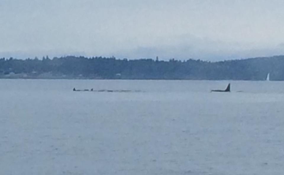 tacoma whales